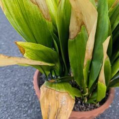 植物　ハランの画像