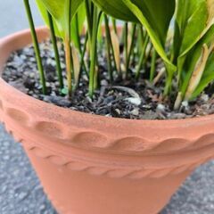 植物　ハランの画像