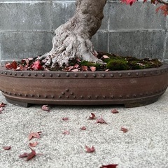 立派な楓 推定 樹齢 80年 盆栽の画像