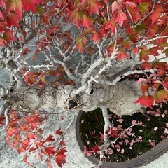 立派な楓 推定 樹齢 80年 盆栽の画像