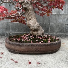 立派な楓 推定 樹齢 80年 盆栽の画像