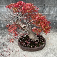 立派な楓 推定 樹齢 80年 盆栽の画像