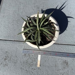 アガベフンキアナの画像