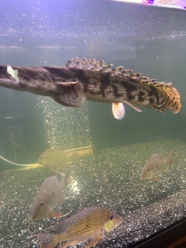 期間限定‼️5000円OFF‼️お買い得‼️ポリプテス エンドリケリー40c m‼️熱帯魚