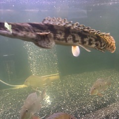 期間限定‼️お買い得‼️ポリプテス エンドリケリー40c m‼️熱帯魚の画像