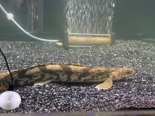 激レア・非売品】万博 中国館マグネット