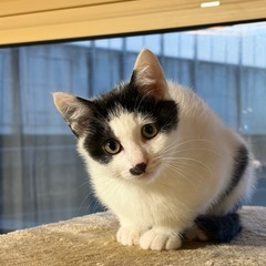 ロードキルでママを失った子(再投稿)