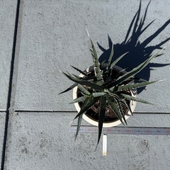 アガベキシロナカンサブルーの画像