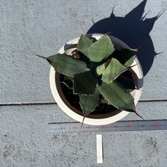 アガベ・ポタトラム・スポーンの画像