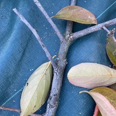 薪　キャンプ用　柿の木10kg  の画像