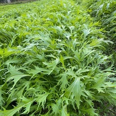 水菜の画像