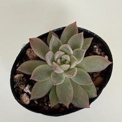多肉植物　エケベリア属　韓国苗　ピンクアレックス の画像