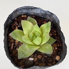多肉植物　ハオルチア　宝草錦　シンビフォルミスの画像
