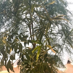 アスパラガス・フェルンなどの植物の画像