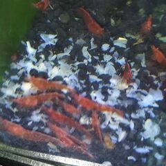 ★1セットのみ★レッドファイヤーシュリンプ(極火蝦)　10匹★の画像