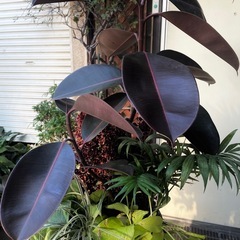 観葉植物　陶器鉢入り　バーガンディ寄植え　高さ８５センチ　の画像