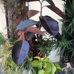 観葉植物　陶器鉢入り　バーガンディ寄植え　高さ８５センチ　の画像