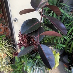 観葉植物　陶器鉢入り　バーガンディ寄植え　高さ８５センチ　の画像