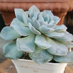 多肉植物　11　ビニールポットに植え替えますの画像