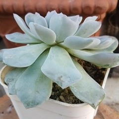 多肉植物　11　ビニールポットに植え替えますの画像