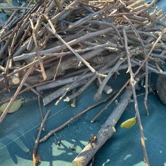 薪　キャンプ用　柿の木10kg  の画像