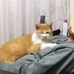 幸せを運ぶ茶トラ君！明朗快活、これぞ理想の飼い猫。