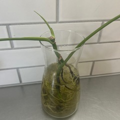 モンステラ　の画像