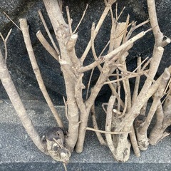 　　DYI･手芸　
キンモクセイの枝の画像