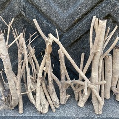 　　DYI･手芸　
キンモクセイの枝の画像