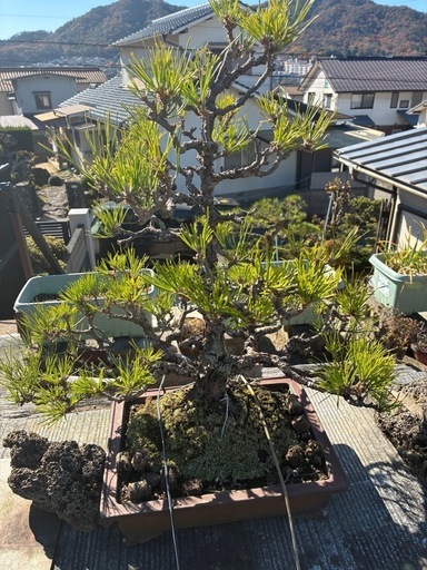 黒松　　６０センチ