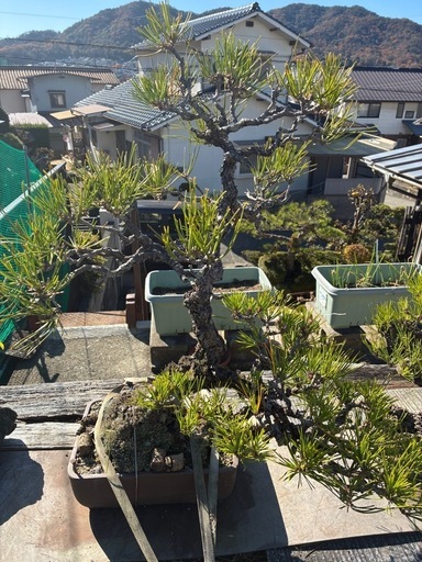 黒松　　６０センチ