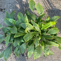 観葉植物　スパッティフィラム　２鉢　高さ５５センチの画像