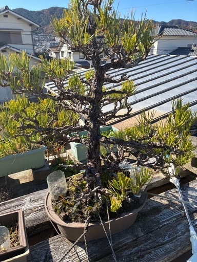 黒松　６５センチ