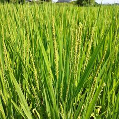 令和7年産ヒノヒカリ おすそ分け販売セット⑪の画像