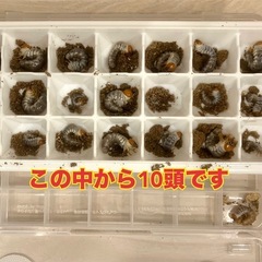 （幼虫10頭）トカラノコギリクワガタ黒化型の画像