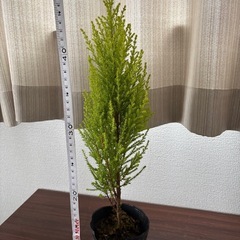 ユニファーの画像