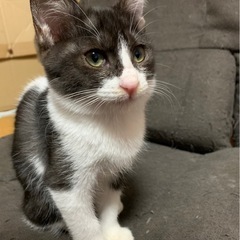 甘えん坊なハチワレくん