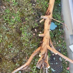 ユーカリ枝/幹の画像