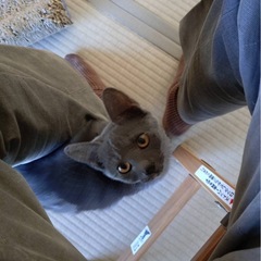 ロシアンブルー風ゴロスリにゃんこ