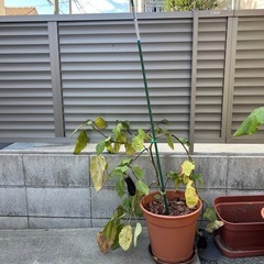 (無料)ナスの苗2株の画像