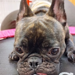 里親募集　フレンチブルドッグ　ブリンドル