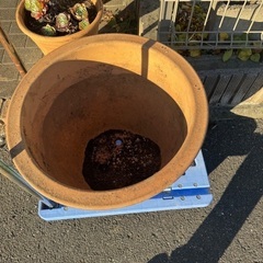 鉢の画像