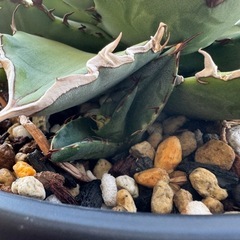 アガベ 黒犀(子吹き株付き)の画像