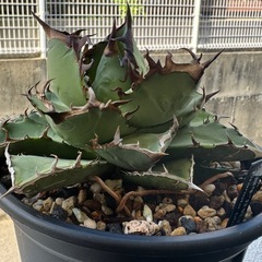 アガベ 黒犀(子吹き株付き)の画像