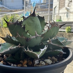 アガベ 黒犀(子吹き株付き)の画像