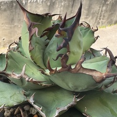 アガベ 黒犀(子吹き株付き)の画像