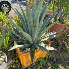 アガベ　アメリカーナの画像
