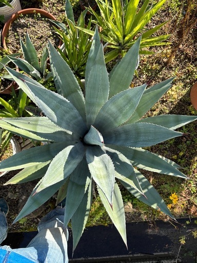 アガベ　アメリカーナ