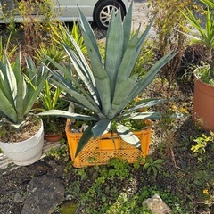 アガベ　アメリカーナの画像