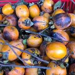 渋柿‼️干し柿用❣️4つ￥100円⭕️
の画像